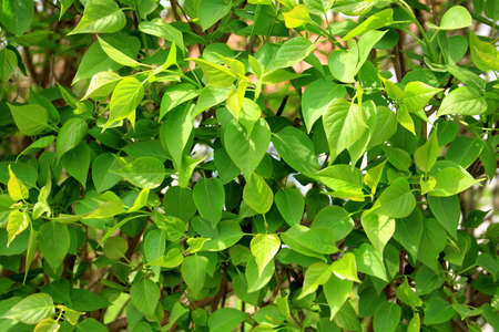 Fresh green leaves in spring as background