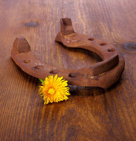 Old horseshoe with dandelion の写真素材