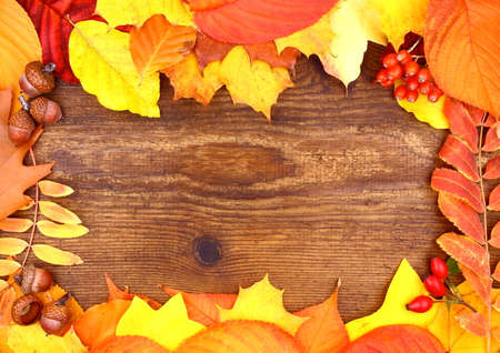 Red and yellow maple leaves