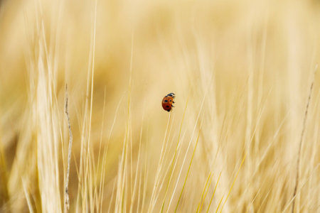 One ladybugs on wheat field go up, horizontalの写真素材