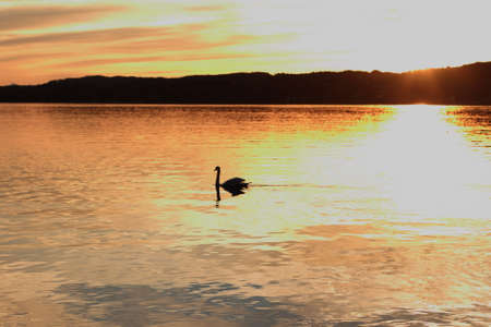 Lonely swan floats on lake at sunset, as backgroundの写真素材