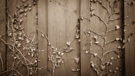 Dried climber ivy, hedera on old wooden board backgroundの写真素材