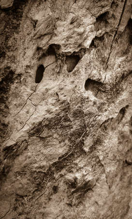 Old wooden board with holes, close up, vertical