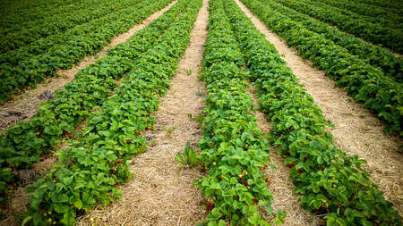 Strawberry field with ripe berries as background, top viewの写真素材