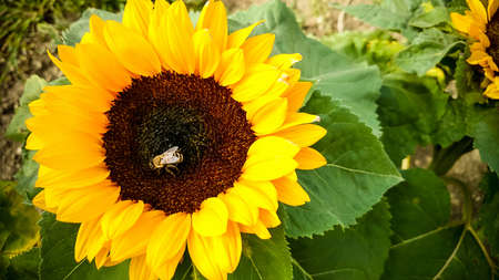 Bee on a sunflower, collecting pollen, top view