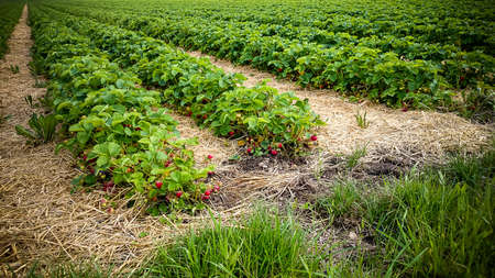 Strawberry Field with ripe berries as background, top viewの写真素材