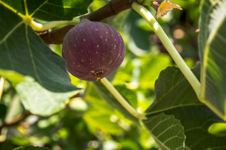 Ripe purple figs dripping with juice, close up