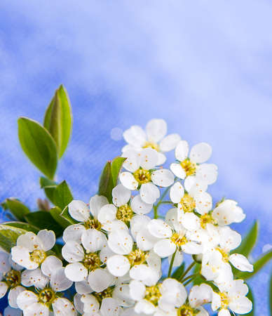 Small white flowers blurred on blue background, soft focus