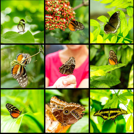 Collage insect butterfly on green colored background macro