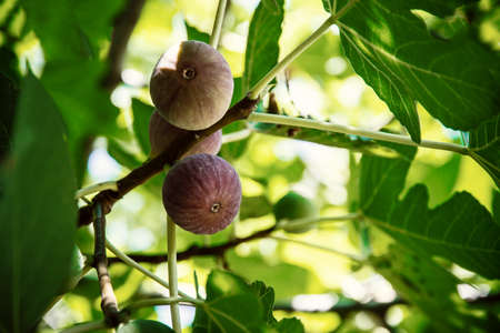 Dripping ripe fig on the tree, close up, soft focusの写真素材