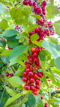 Bunches of ripe cherries filled with sun light, close up