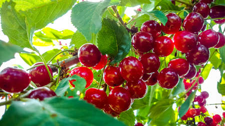 Bunches of ripe cherries filled with sun light, close up