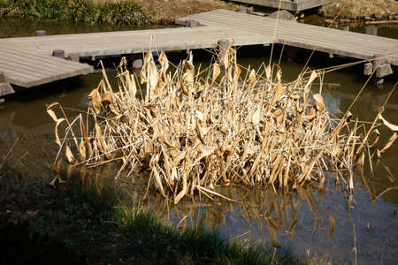 Clumps of reed pond, Gregarious beauty pond, withered beauty group of pondの写真素材