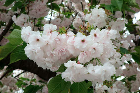Sakura petals, Cherry petals, full bloom of cherry petalsの写真素材
