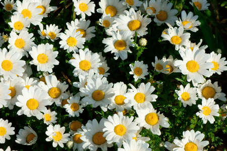 Gregariousness of Margaret Flowersの写真素材