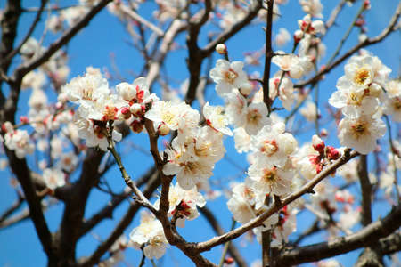 Plum blossomの写真素材