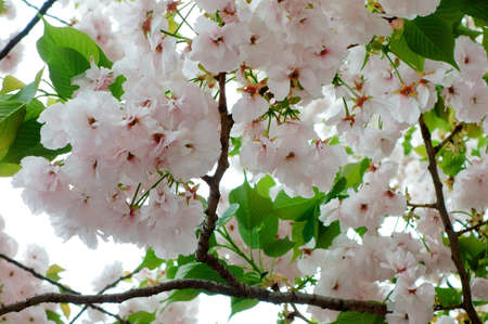 Cherry tree that blooms here each and justの写真素材