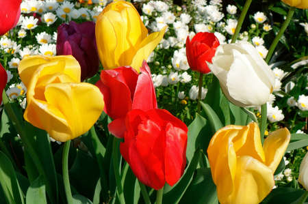 Red and yellow tulipsの写真素材