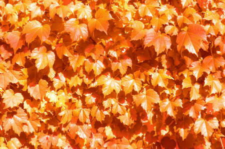 Hedge, Hedge plantsの写真素材