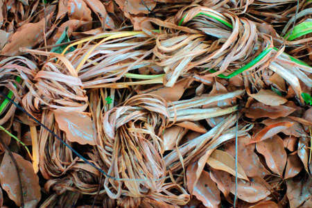 Withered plant, Withered plants of leaves and ferns