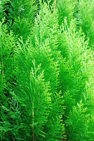 The glossy pattern the green plant to curtain