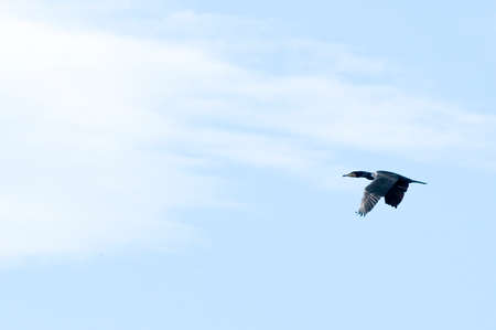 Wild agile, flying of ferocious seabird style