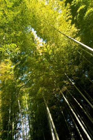 Bamboo forest, bamboo to dense as if reaching the sky