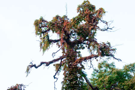 Leaf of ivy, tree covered with ivy plant