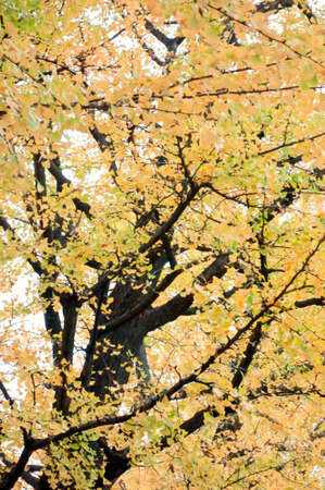 Ginkgo tree leaves that grow thick and dense