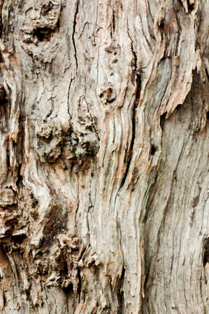 Bark of old trees that were rotting in the aged
