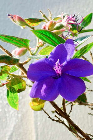 Purple glossy and graceful and dainty flowerの写真素材
