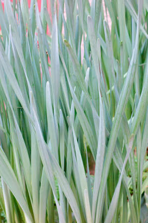 Stylish and smart leaf plant
