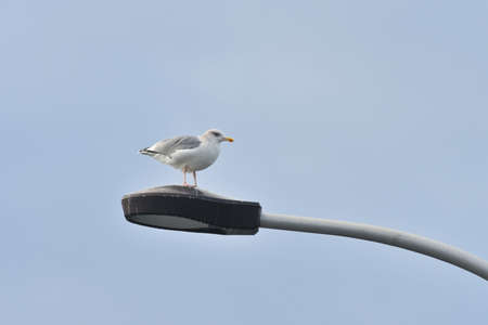 A lovely cute gull in the skyの写真素材