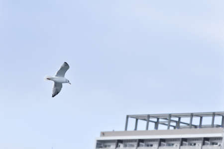 A lovely cute gull in the skyの写真素材