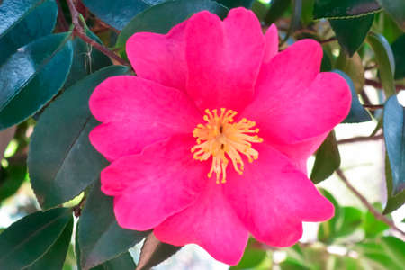 Camellia flower, crimson glossy camellia petalsの写真素材