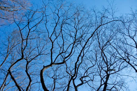Tree branch, branches growing in the early spring blue skyの写真素材