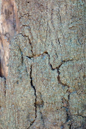Epidermis of a split tree