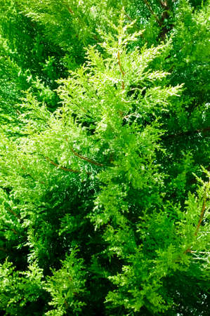 Freshly shining green tree