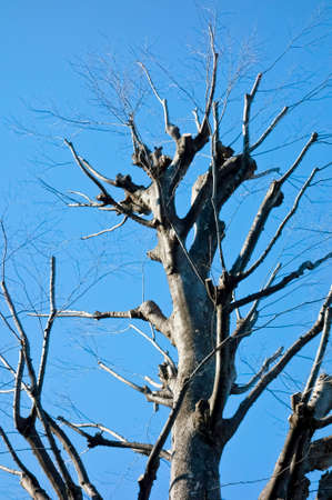 Selected urban trees