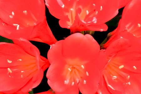 Up of passionate red flower petals