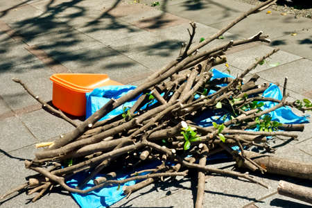 Pruned and lined twigsの写真素材