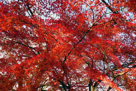 Gorgeous autumn leaves of maple