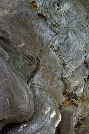 Abstract surface pattern of tree trunkの写真素材
