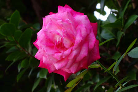 A lustrous, graceful, gorgeous pink rose flowerの写真素材