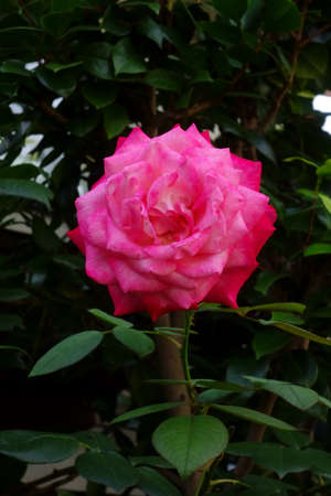 A lustrous, graceful, gorgeous pink rose flowerの写真素材