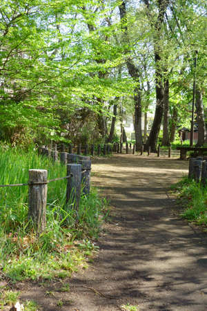 A forest promenade that grows in the healing fresh green