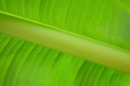 Majestic, large and wide green banana leaves peculiar to the tropicsの写真素材