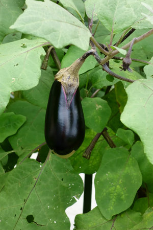 Gardening in an urban residential area, planter in a vegetable gardenの写真素材