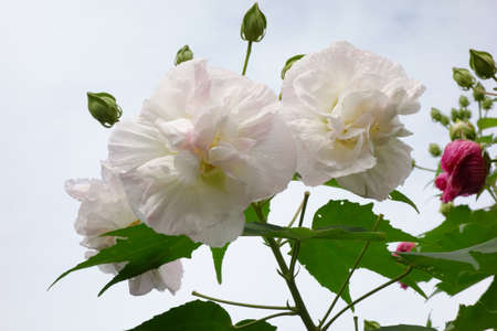 Confederate rose flowers, flowers, nature, heyday, pink, garden, planting, blooming, leaves, summertime, beauty, plants, floral, up, color, beautiful, awesome, graceful, splendid, oversizedの写真素材