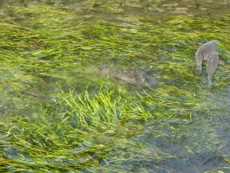 A flock of carps roaming in a flock of babbling streams, Shigeru Kawashi, and aquatic plants